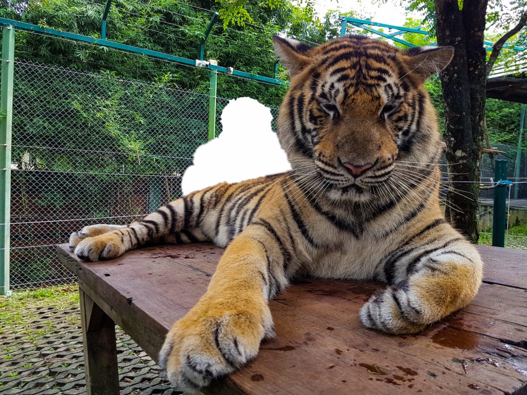 A tiger at Phuket Tiger Park during my visit