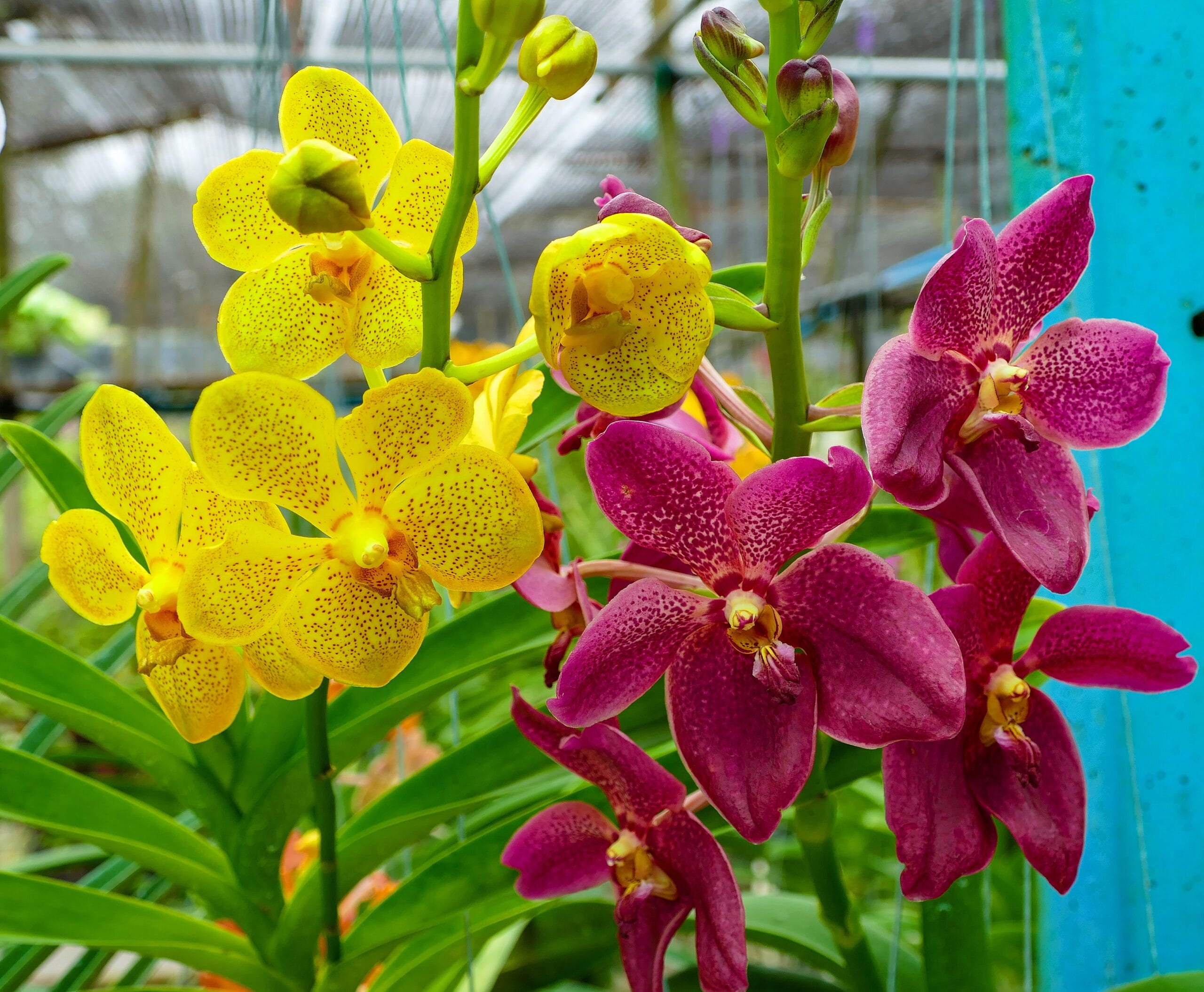 Bangkok canals orchid farm Thonburi khlong scene