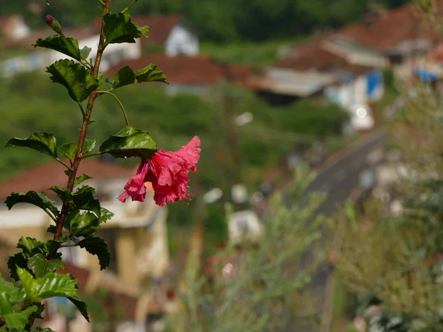 P1060767