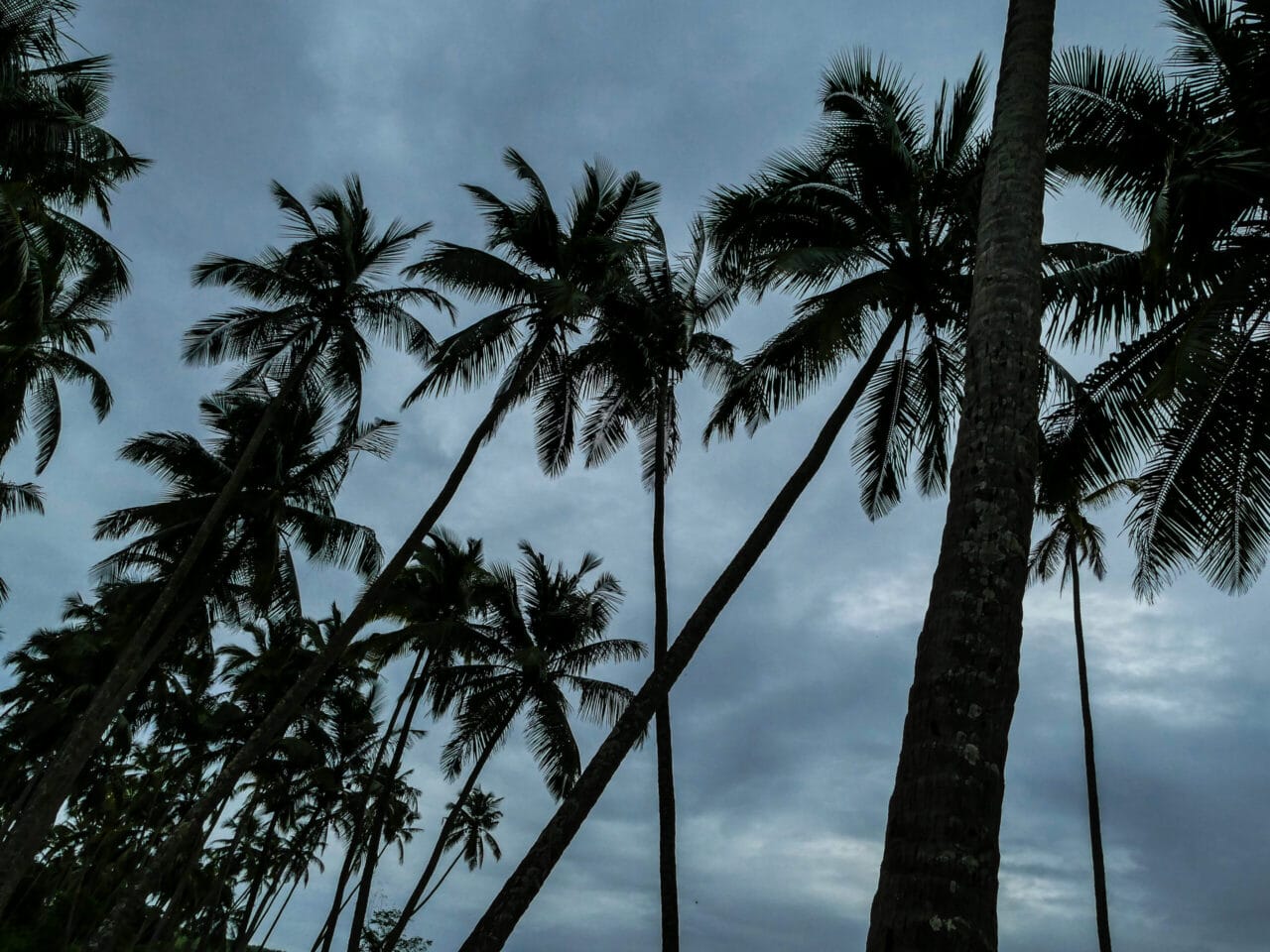 Greenery of Saligao